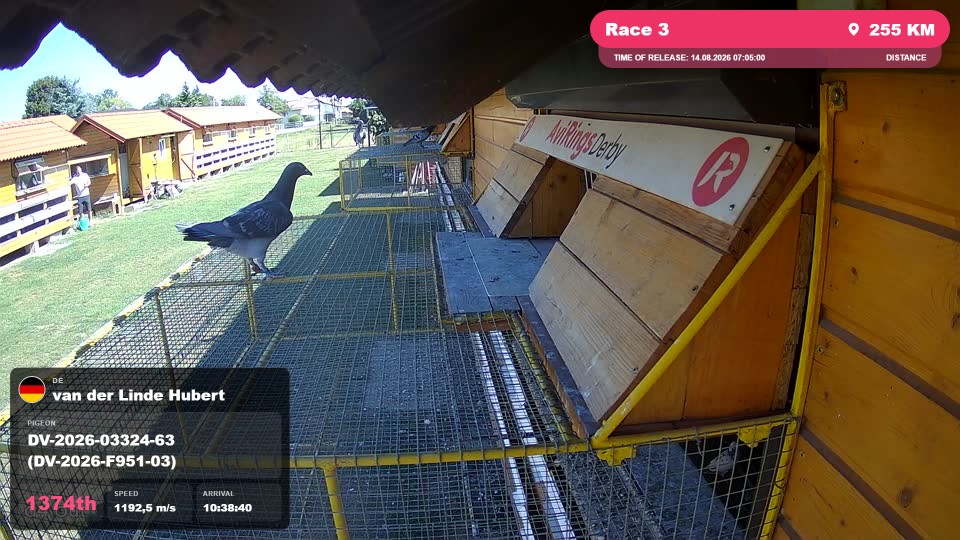 Pigeon Arrival Image For Race Race 3