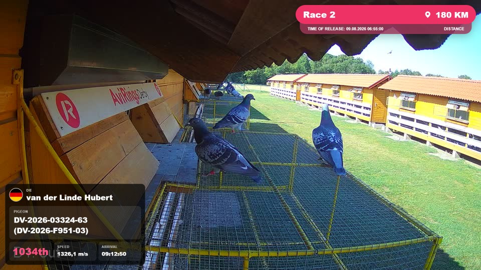 Pigeon Arrival Image For Race Race 2