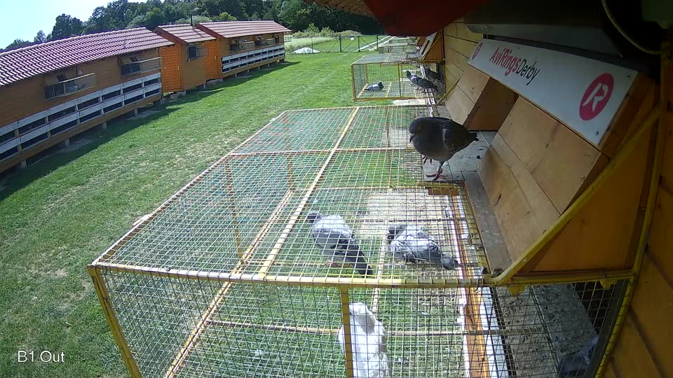 Pigeon Arrival Image For Race Race 6