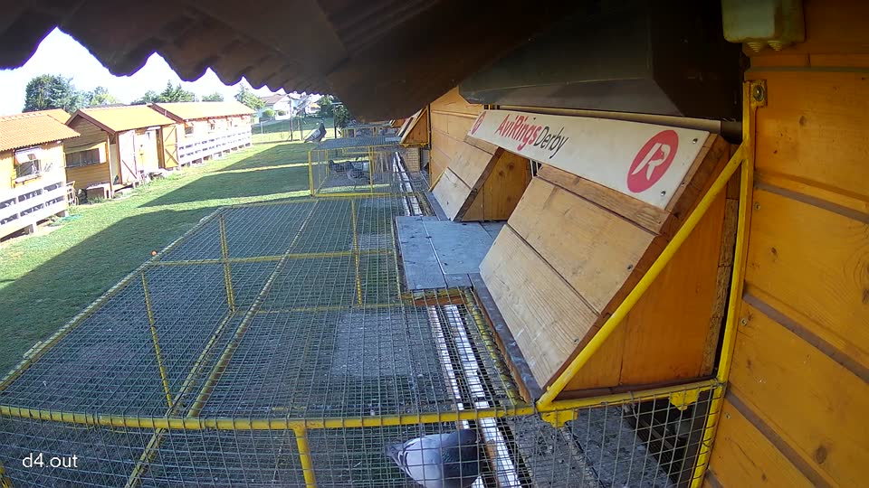 Pigeon Arrival Image For Race Race 5