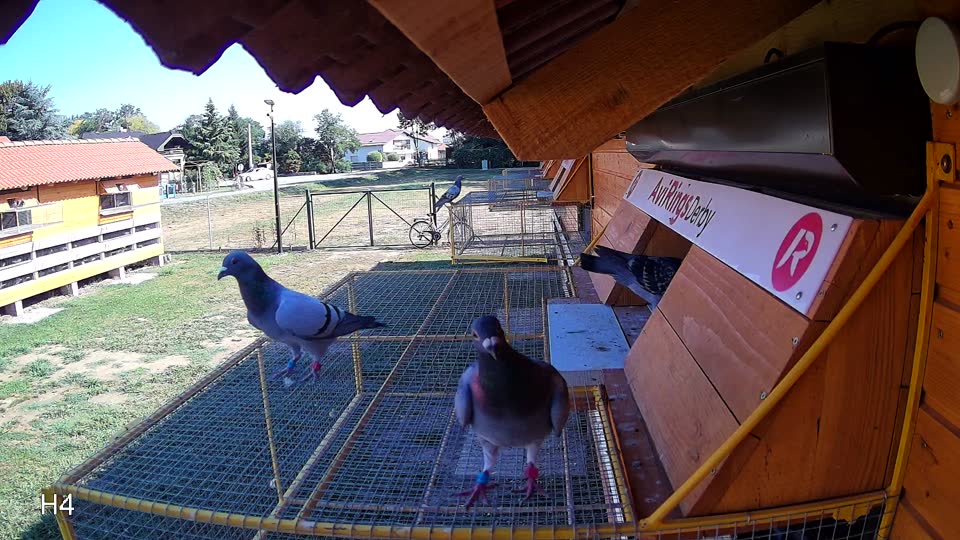 Pigeon Arrival Image For Race Race 2