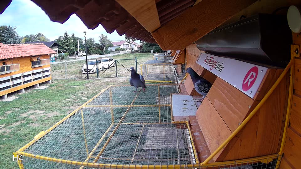 Pigeon Arrival Image For Race Race 4