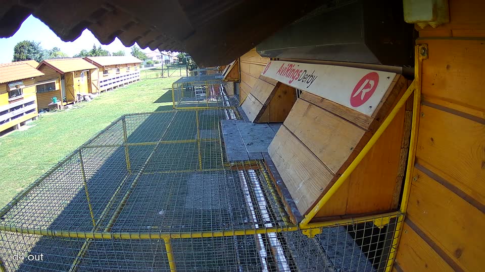 Pigeon Arrival Image For Race Race 2