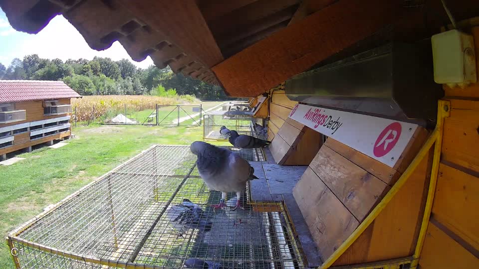 Pigeon Arrival Image For Race Race 4
