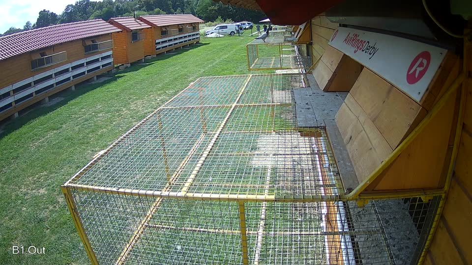 Pigeon Arrival Image For Race Race 6