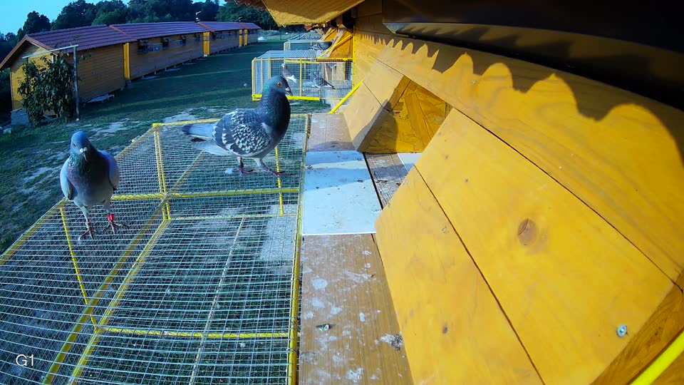 Pigeon Arrival Image For Race Race 4