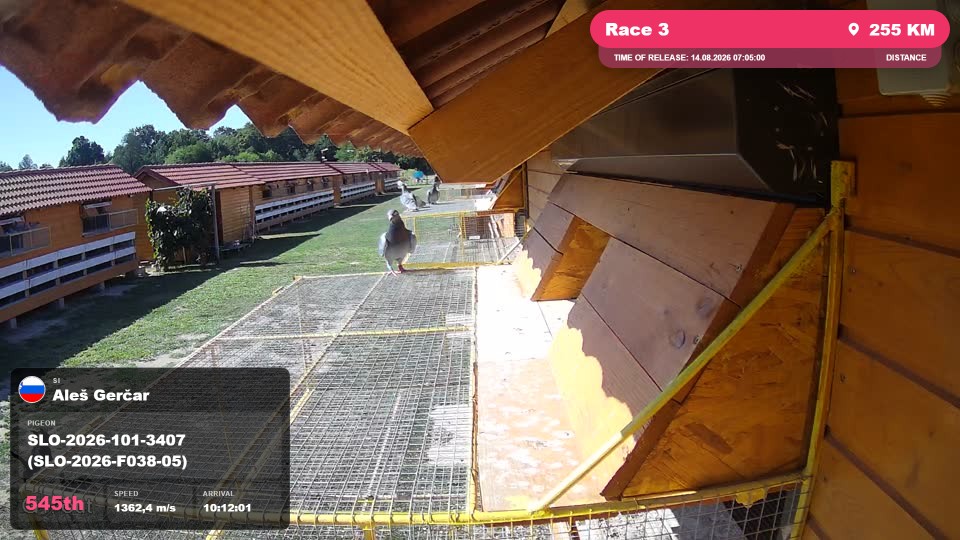Pigeon Arrival Image For Race Race 3