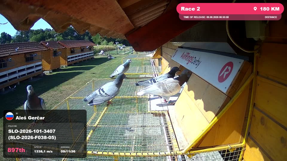 Pigeon Arrival Image For Race Race 2