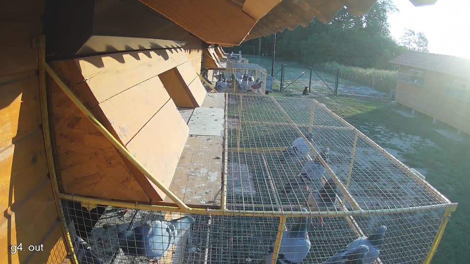 Pigeon Arrival Image For Race Race 1