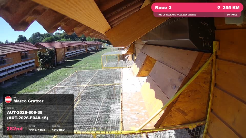 Pigeon Arrival Image For Race Race 3