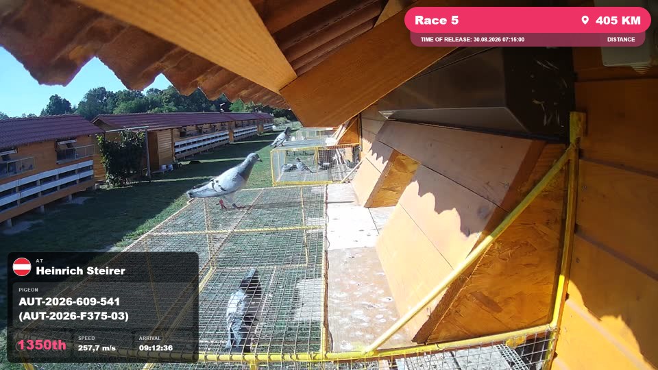 Pigeon Arrival Image For Race Race 5