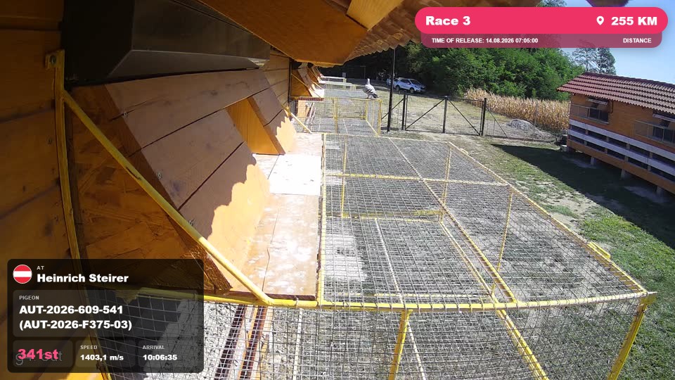 Pigeon Arrival Image For Race Race 3