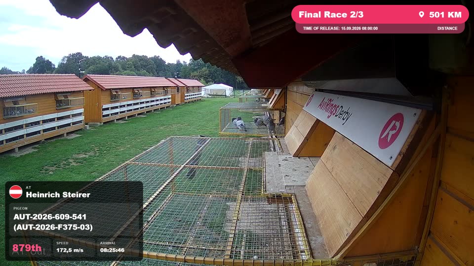 Pigeon Arrival Image For Race Final Race 2/3