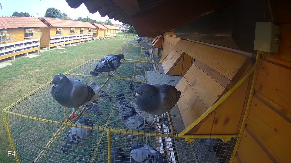 Pigeon Arrival Image For Race Race 4
