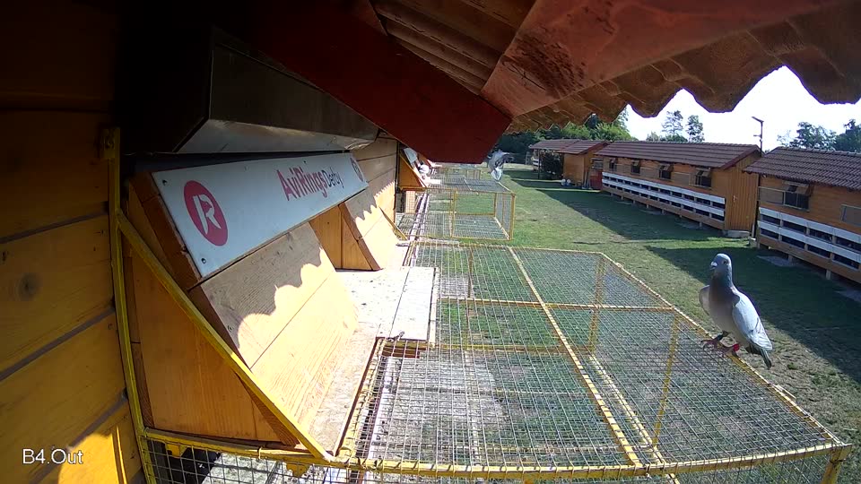 Pigeon Arrival Image For Race Race 1