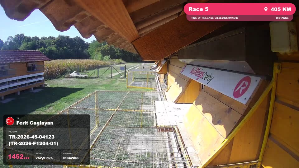 Pigeon Arrival Image For Race Race 5