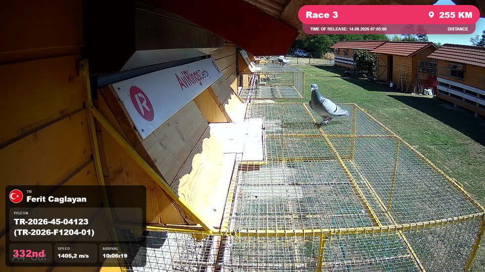 Pigeon Arrival Image For Race Race 3