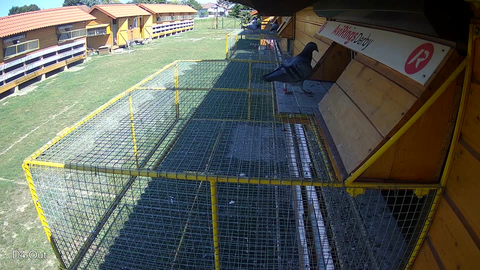 Pigeon Arrival Image For Race Race 5