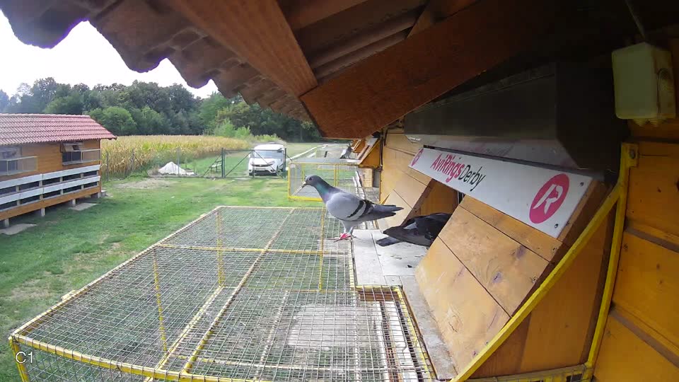 Pigeon Arrival Image For Race Race 4