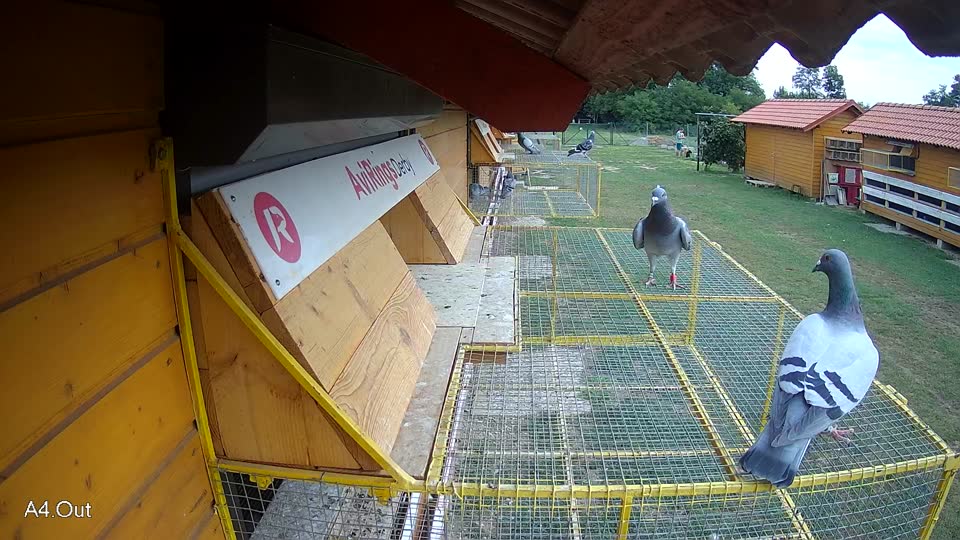Pigeon Arrival Image For Race Race 3