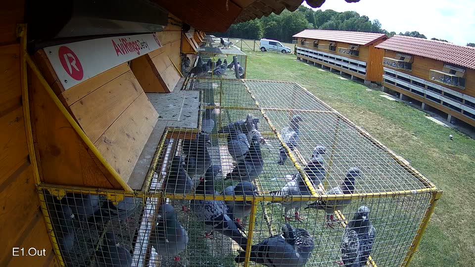 Pigeon Arrival Image For Race Race 4