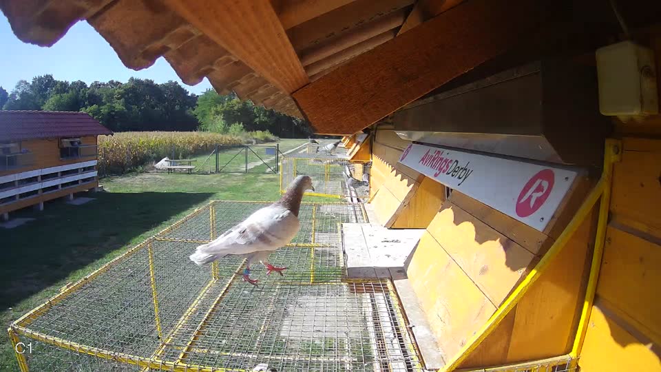 Pigeon Arrival Image For Race Race 5