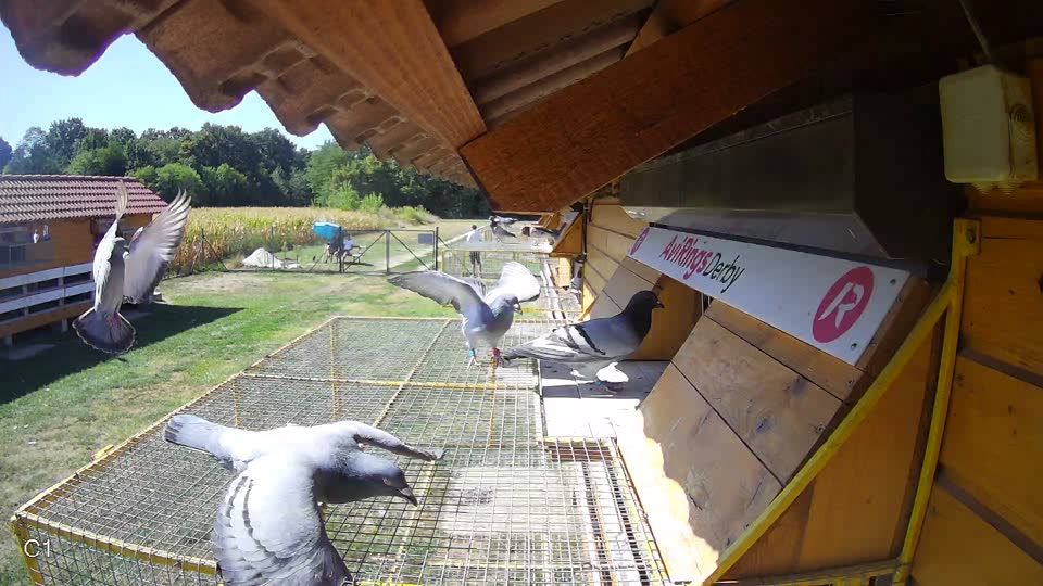 Pigeon Arrival Image For Race Race 3