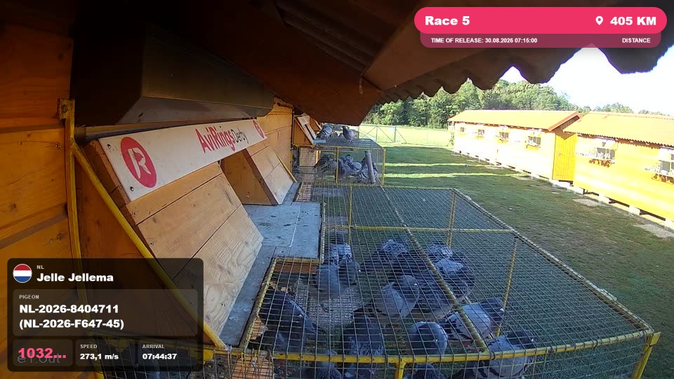 Pigeon Arrival Image For Race Race 5
