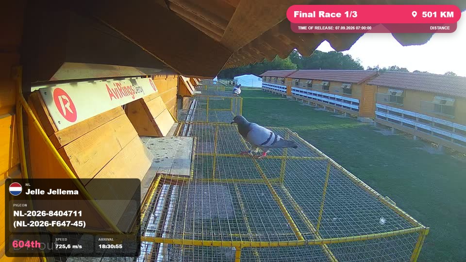 Pigeon Arrival Image For Race Final Race 1/3