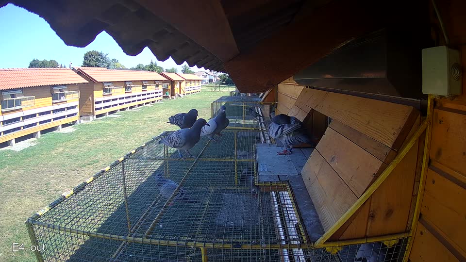 Pigeon Arrival Image For Race Race 2