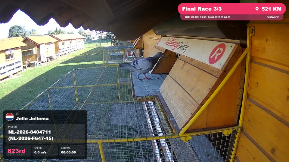 Pigeon Arrival Image For Race Final Race 3/3