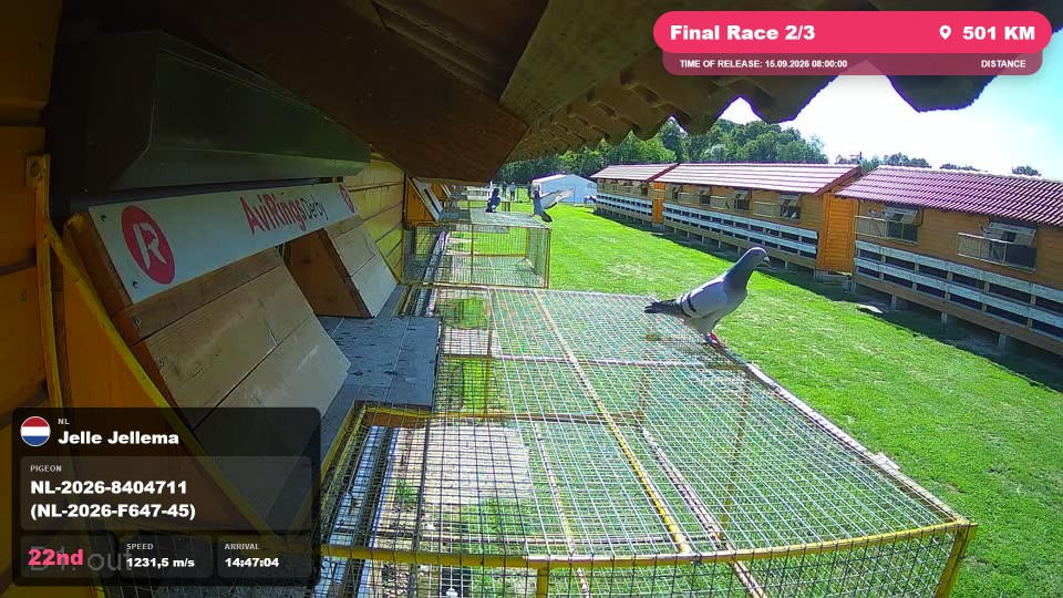 Pigeon Arrival Image For Race Final Race 2/3