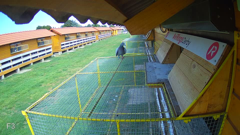 Pigeon Arrival Image For Race Race 4
