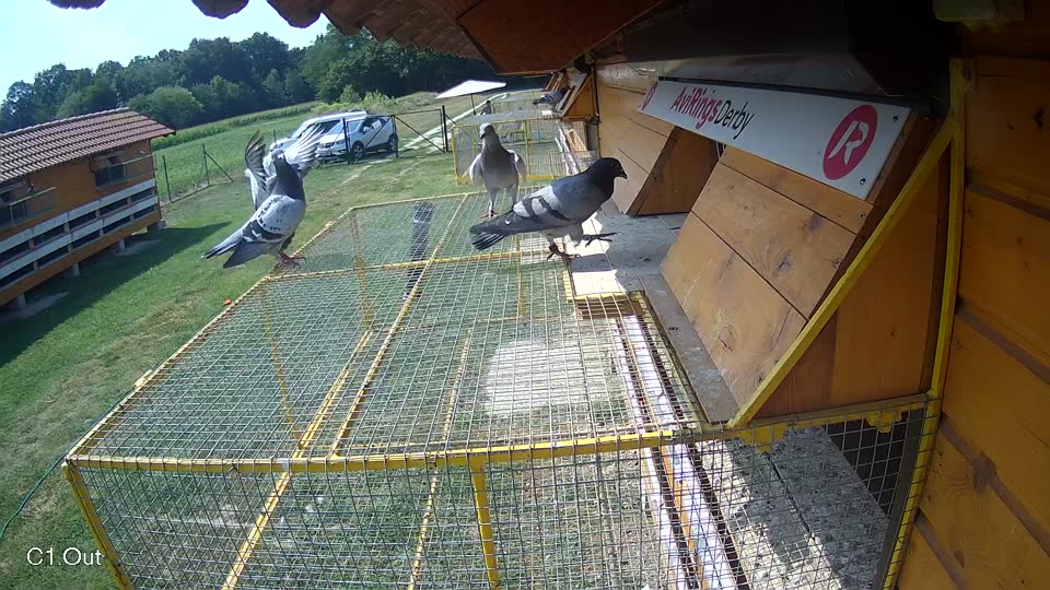 Pigeon Arrival Image For Race Race 4