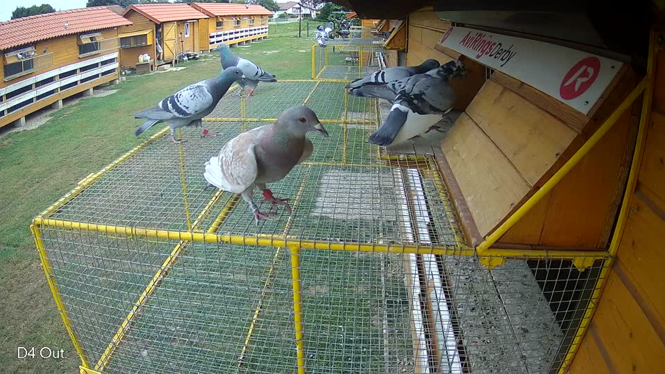 Pigeon Arrival Image For Race Race 3
