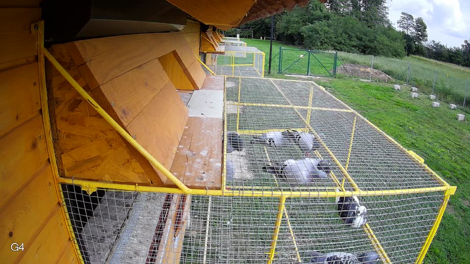 Pigeon Arrival Image For Race Final race 2