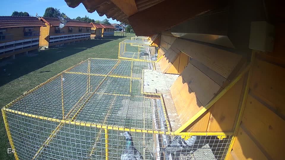 Pigeon Arrival Image For Race Race 5