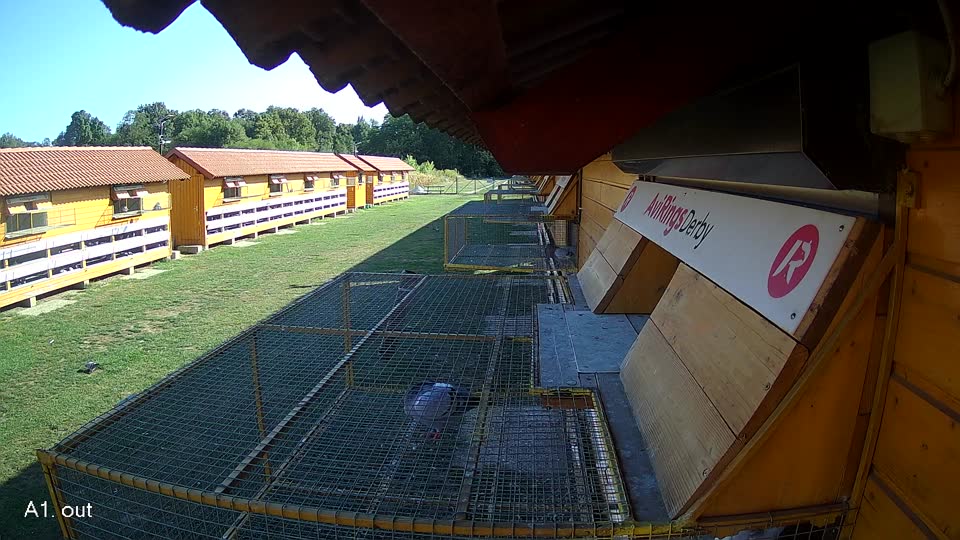 Pigeon Arrival Image For Race Race 5
