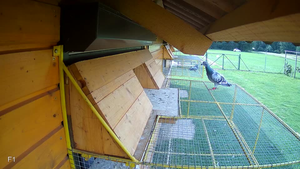 Pigeon Arrival Image For Race Final race 1