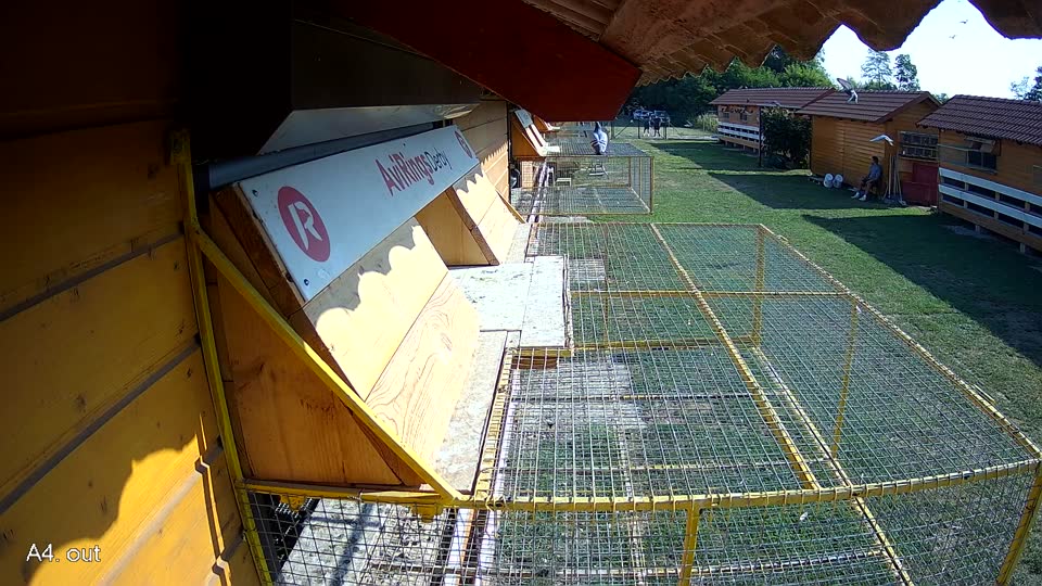 Pigeon Arrival Image For Race Race 1