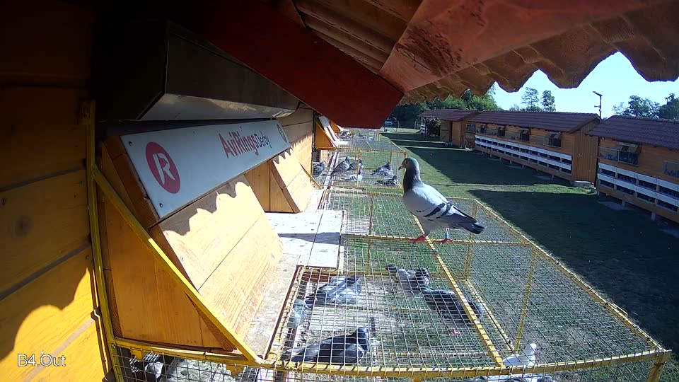 Pigeon Arrival Image For Race Race 5