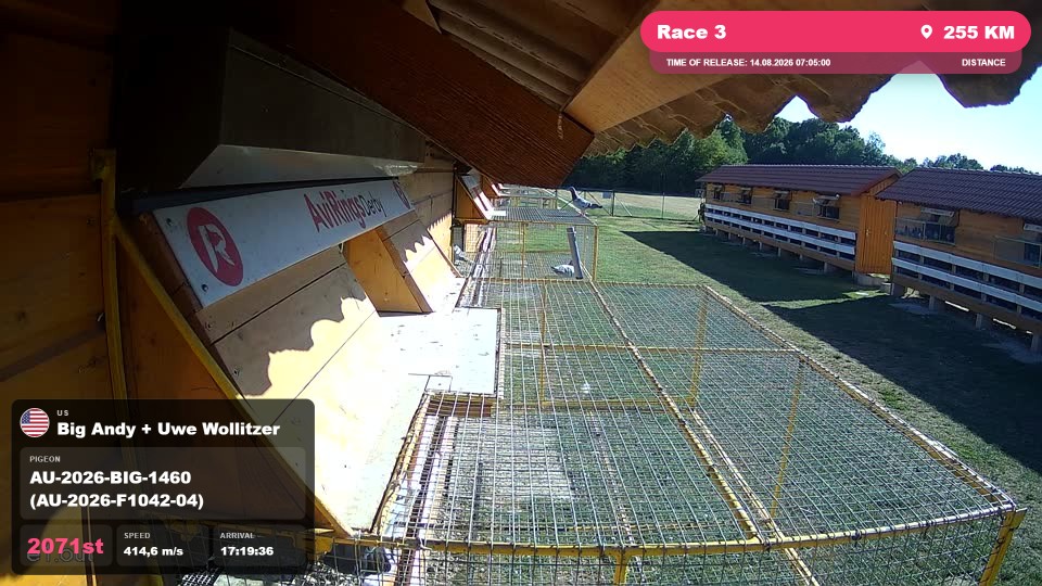 Pigeon Arrival Image For Race Race 3