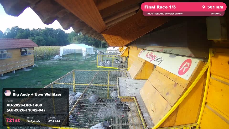 Pigeon Arrival Image For Race Final Race 1/3