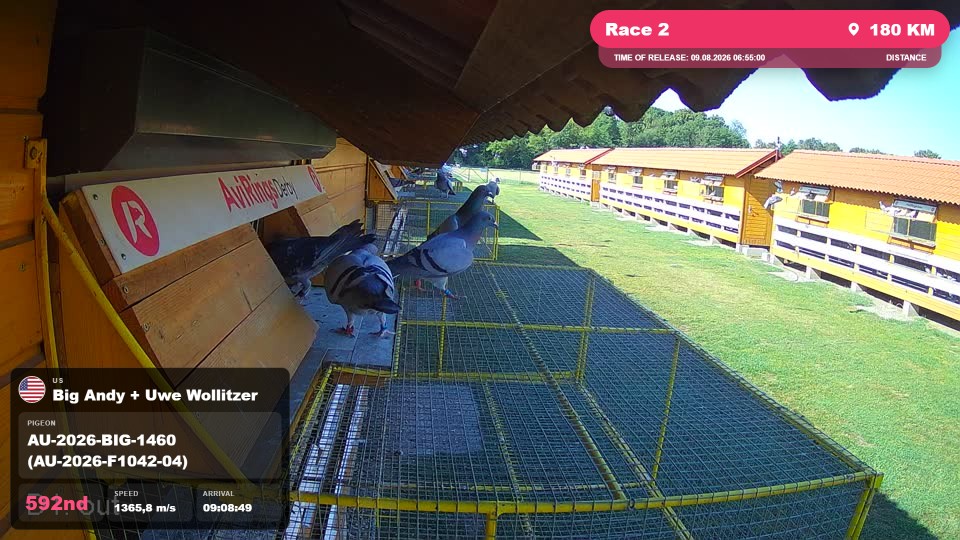 Pigeon Arrival Image For Race Race 2