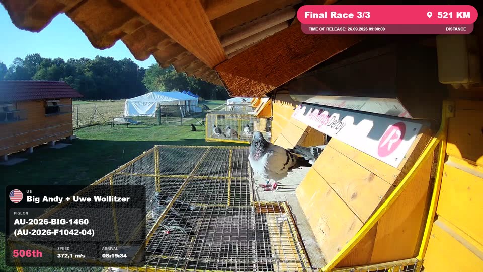 Pigeon Arrival Image For Race Final Race 3/3