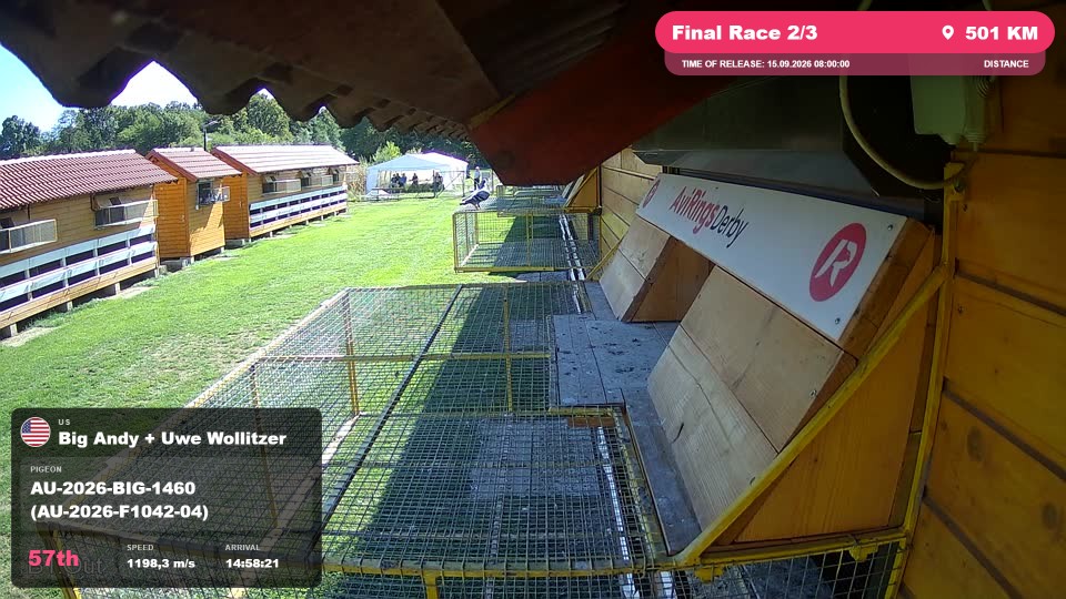 Pigeon Arrival Image For Race Final Race 2/3