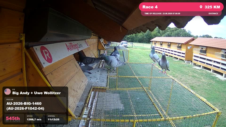 Pigeon Arrival Image For Race Race 4