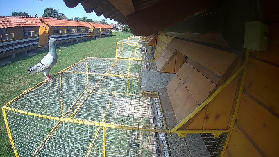 Pigeon Arrival Image For Race Race 6