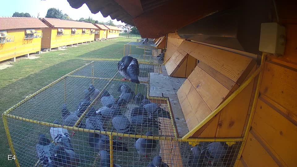 Pigeon Arrival Image For Race Race 4