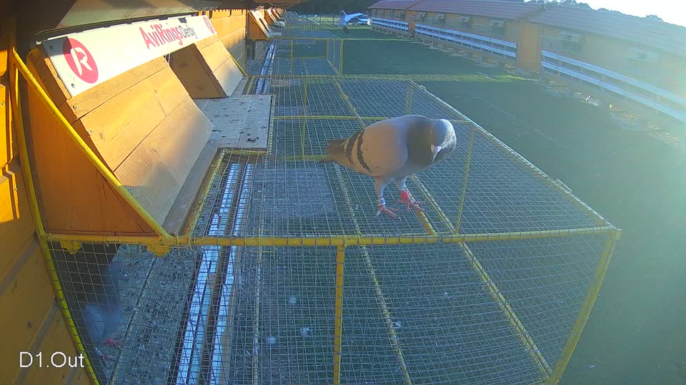 Pigeon Arrival Image For Race Race 5